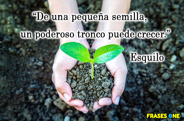 Frases de motivación personal - De una pequeña semilla, un poderoso tronco puede crecer. Esquilo