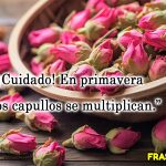 😂 21 frases de la primavera graciosas