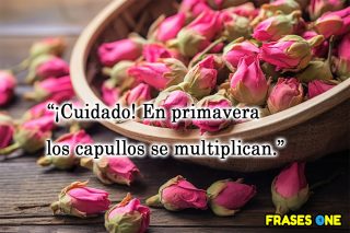 21 frases de la primavera graciosas.